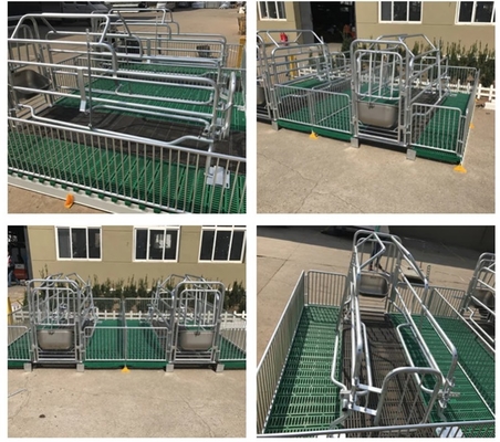 New Design Pigs Gestation Crate for Sows Gestation Stalls Animal Cages