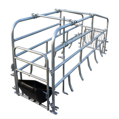 New Design Pigs Gestation Crate for Sows Gestation Stalls Animal Cages
